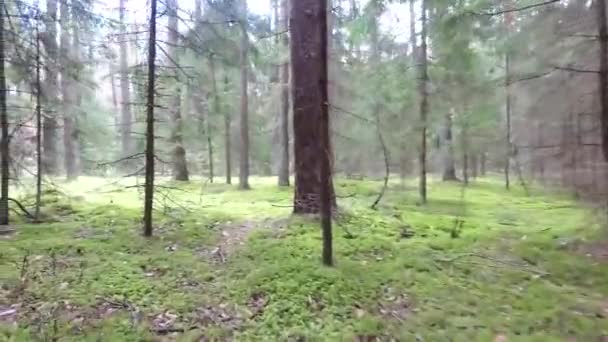 Vlucht Tussen Bomen Bos — Stockvideo