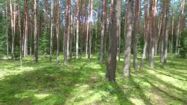 Flyg Mellan Träden Skogen — Stockvideo