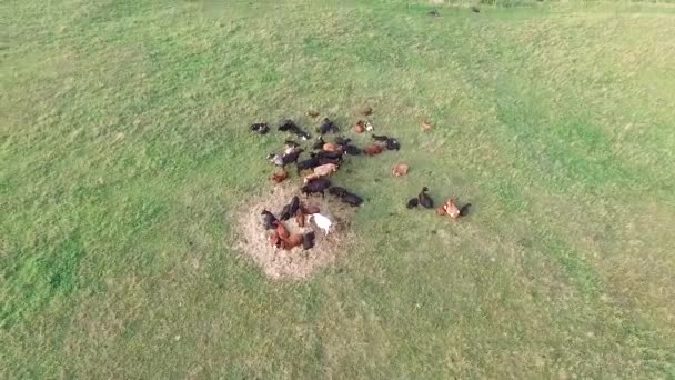 Flug Über Kühe Auf Der Weide — Stockvideo