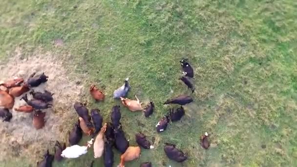 survol des vaches dans la prairie 