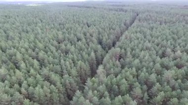 ormanın yakınında çakıl yol araba üzerinde uçuş