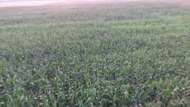 Mısır alanın üzerinde uçan