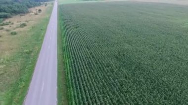 Mısır tarlada road motosiklet üzerinde uçan