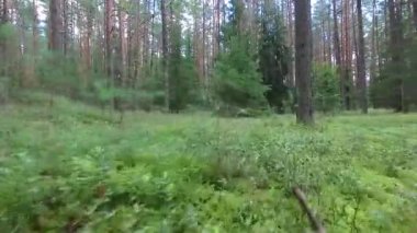 Ormandaki ağaçlar arasında düşük uçuş