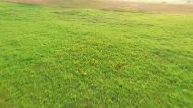 Çayır üzerinde düşük uçuş