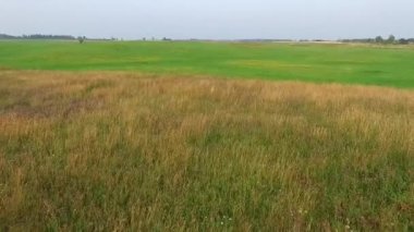 Çayır üzerinde düşük uçuş