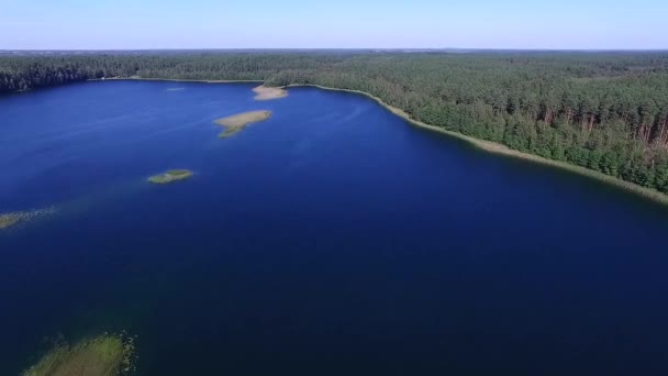 Flyg Över Sjön Nära Skogen — Stockvideo