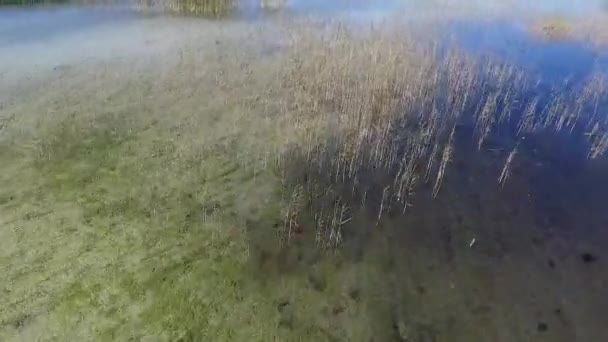 Survol Lac Près Forêt — Video