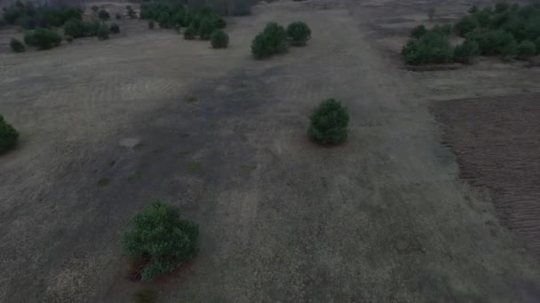 voler autour de l'arbre 