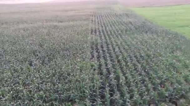 Полет Над Кукурузным Полем — стоковое видео