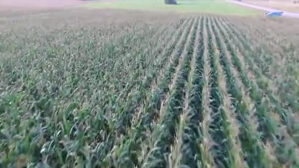 Flying Corn Field — Stock Video