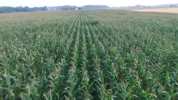 Repül Kukoricásban — Stock videók