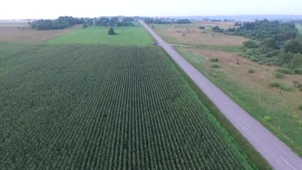 Sobrevolando Campo Maíz Cerca Carretera — Vídeos de Stock