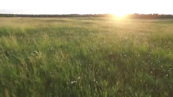 Vol Bas Entre Les Arbres Dans Forêt — Video