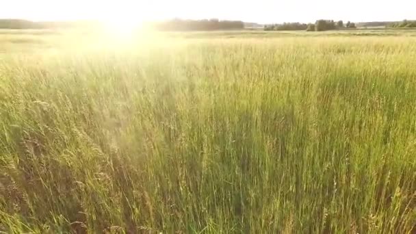 Låg Flygning Över Ängen — Stockvideo