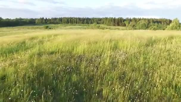 Låg Flygning Över Ängen — Stockvideo