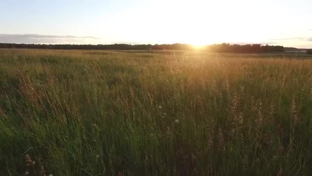 Schlechte Sicht Auf Wiese — Stockvideo