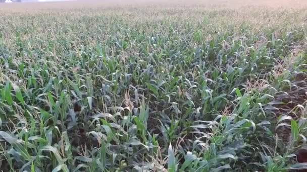 Panorama Corn Field — Stock Video