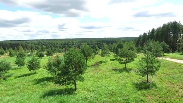 Панорама Над Лісом Поблизу Країни — стокове відео