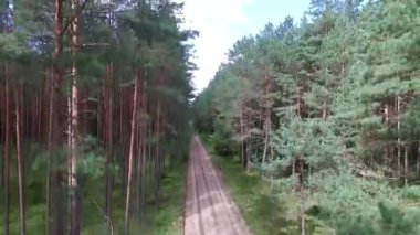 Ormandaki çakıl yol üzerinde yükselen