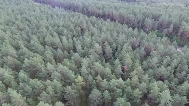 Панорама Шосе Біля Лісу — стокове відео