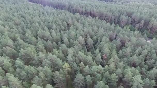 Panorama Sobre Rodovia Perto Floresta — Vídeo de Stock