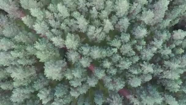 森の上垂直飛行 — ストック動画