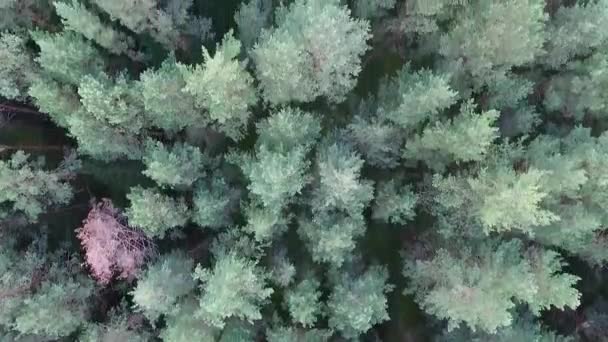 Volo Verticale Sulla Foresta — Video Stock