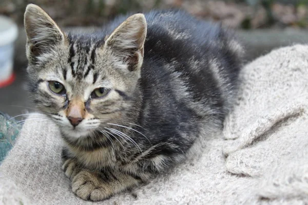 Sokakta deliğe saklanıyor sevimli kedicik 