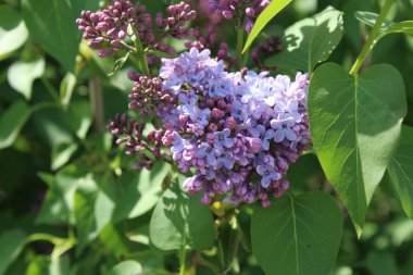  bahar, leylak, çiçek, güzel,