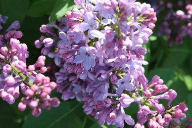  bahar, leylak, çiçek, güzel,