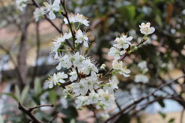 Sakura veya kiraz çiçeği çiçek tam bloom mavi gökyüzü bahar mevsimi