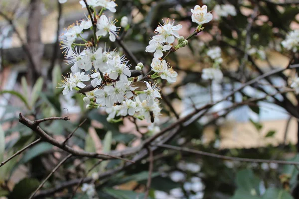 Sakura veya kiraz çiçeği çiçek tam bloom mavi gökyüzü bahar mevsimi