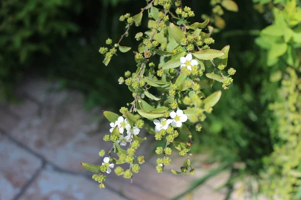 Sakura veya kiraz çiçeği çiçek tam bloom mavi gökyüzü bahar mevsimi