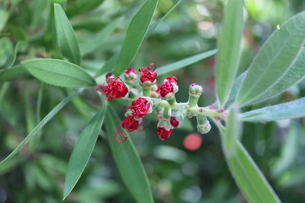 Tropikal garde Callistemon Bottlebrush ağacı çiçek Callistemon egzotik bitki kırmızı Callistemon çiçek