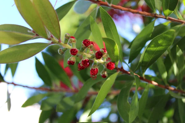 Tropikal garde Callistemon Bottlebrush ağacı çiçek Callistemon egzotik bitki kırmızı Callistemon çiçek