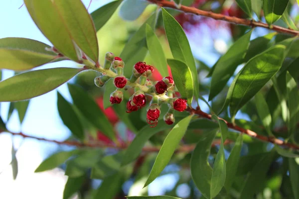 Tropikal garde Callistemon Bottlebrush ağacı çiçek Callistemon egzotik bitki kırmızı Callistemon çiçek