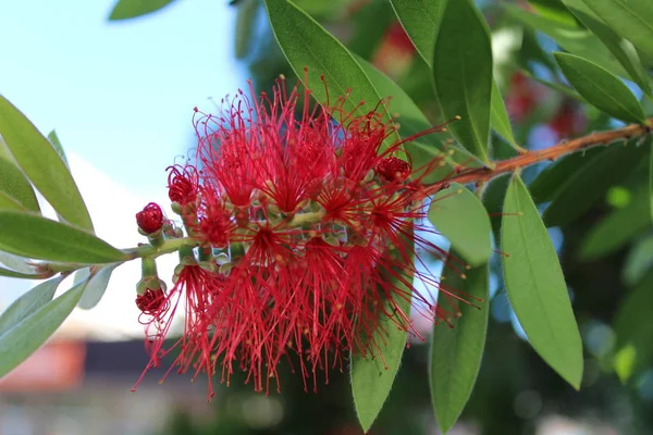 Tropikal garde Callistemon Bottlebrush ağacı çiçek Callistemon egzotik bitki kırmızı Callistemon çiçek