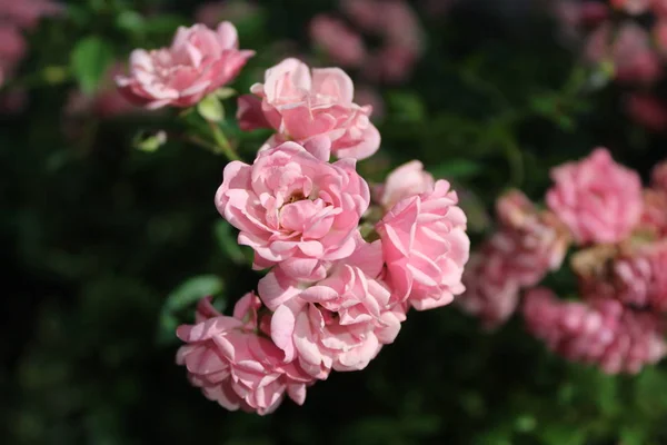 çiçek, arka plan, düğün, abstract, çiçek, retro, aşk, 