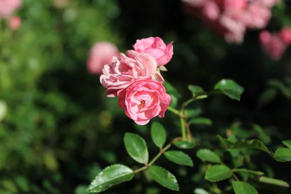 çiçek, arka plan, düğün, abstract, çiçek, retro, aşk, 