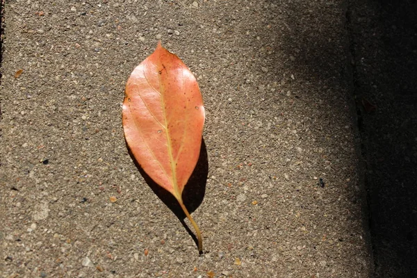 Colorful Autumn Maple Leave — Stock Photo, Image