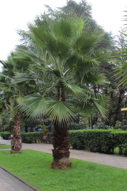 palmiye ağacı Sochi 