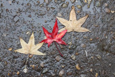 Çam kozalakları, anason star sonbahar kompozisyon çelenk sonbaharında yapılan bırakır