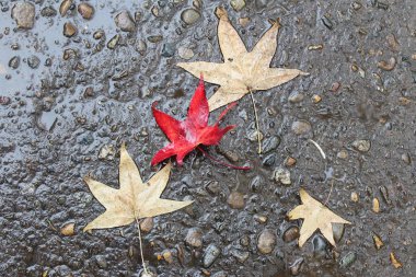 Çam kozalakları, anason star sonbahar kompozisyon çelenk sonbaharında yapılan bırakır