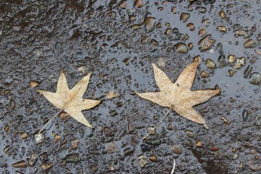 Çam kozalakları, anason star sonbahar kompozisyon çelenk sonbaharında yapılan bırakır