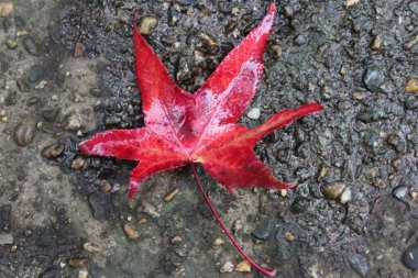 Çam kozalakları, anason star sonbahar kompozisyon çelenk sonbaharında yapılan bırakır