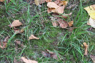 Akçaağaç yapraklı sonbahar arkaplanı
