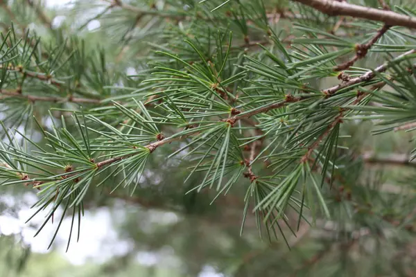 Köknar ağacı brunch yakın sığ odak kabarık köknar ağacı brunch yakın Noel duvar kağıdı kavramı yukarı yukarı