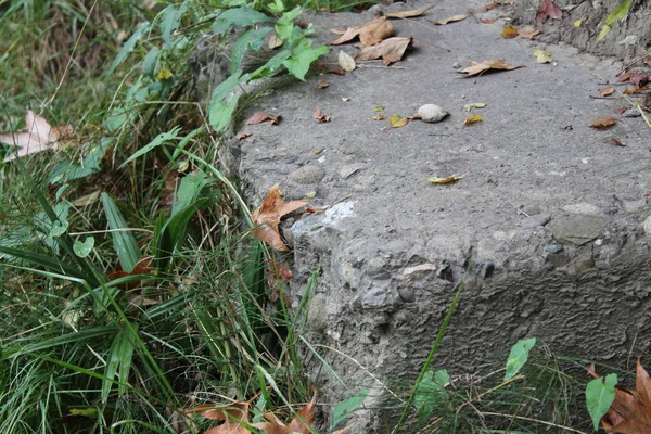 ormandaki sonbahar taş