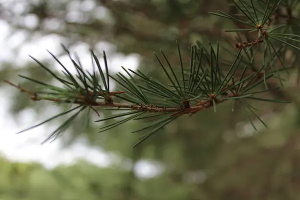 Köknar ağacı brunch yakın sığ odak kabarık köknar ağacı brunch yakın Noel duvar kağıdı kavramı yukarı yukarı